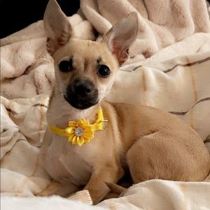 Chihuahua friendly.